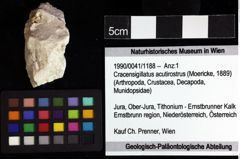 Foto (Objket + Etiketten) von Cracensigillatus acutirostrus (Moericke, 1889) 